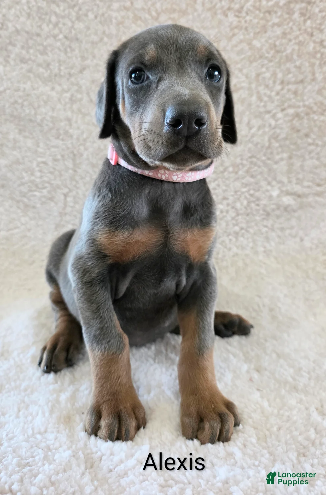 Doberman Pinscher dogs for sale: Doberman Pinscher Puppy 4 - Ad 1