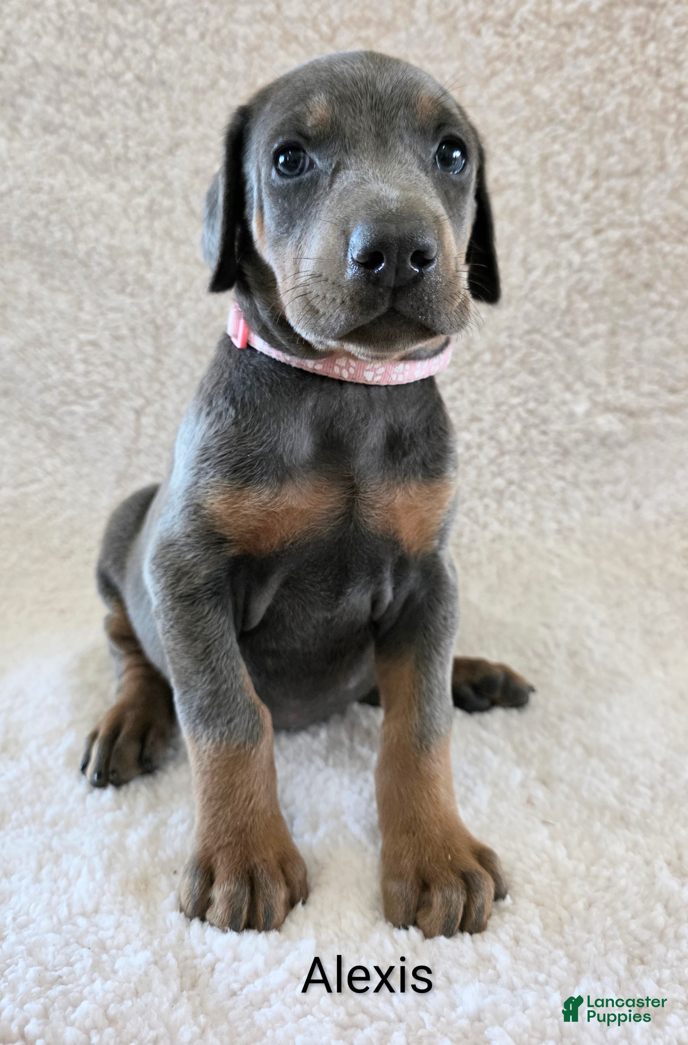Doberman Pinscher Puppy 4