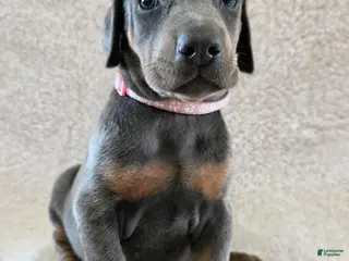 Doberman Pinscher dogs Doberman Pinscher Puppy 4 - Ad 22