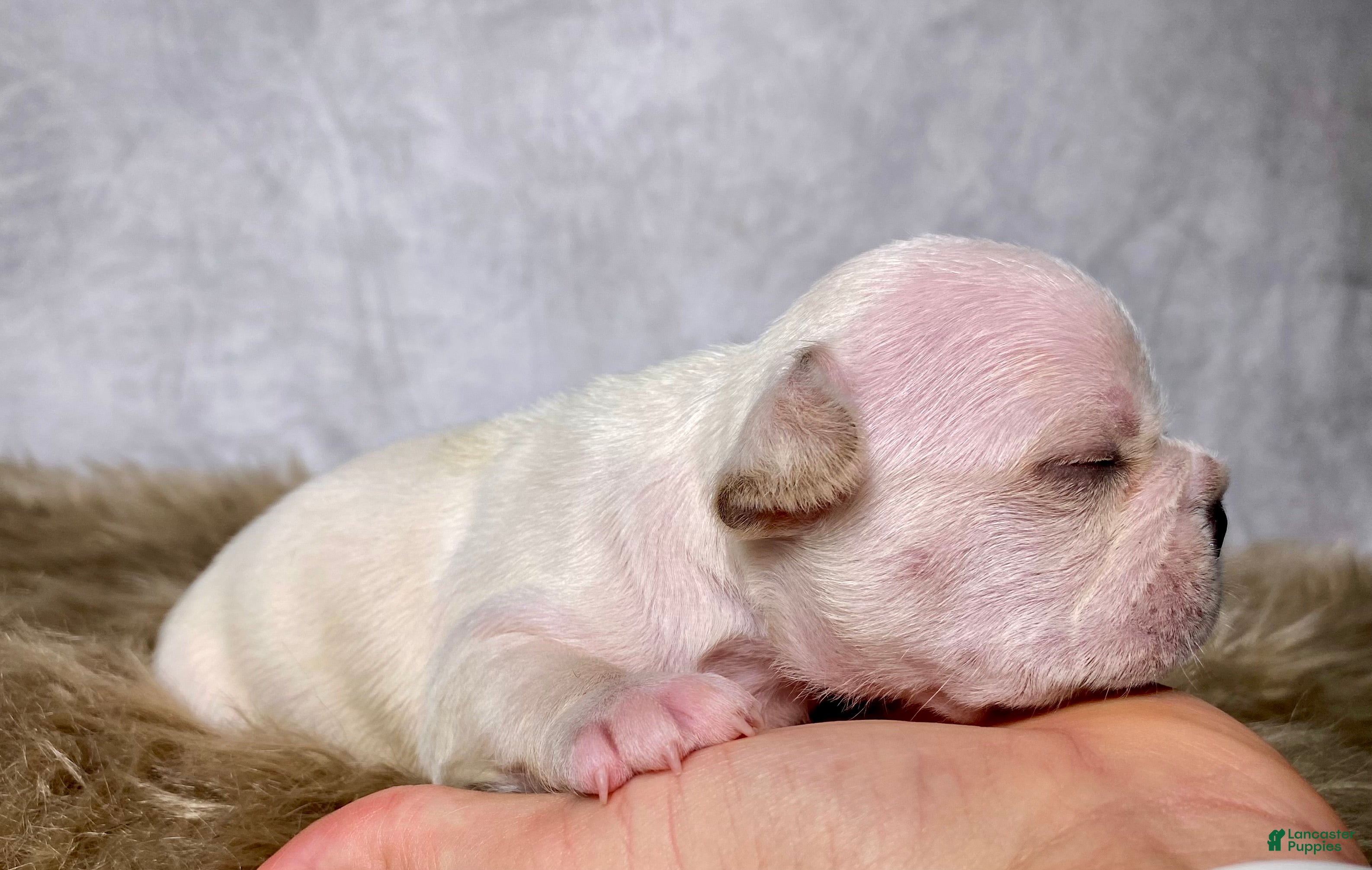 Frenchton dogs Mr. Charlie  - Ad 2