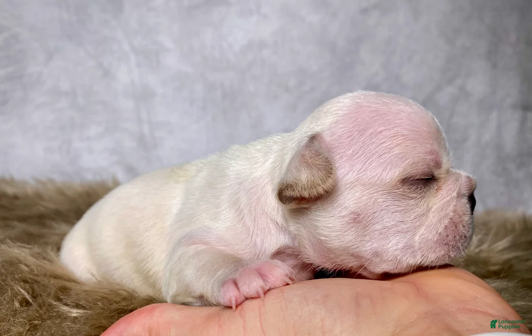 Frenchton dogs for sale: Mr. Charlie  - Ad 2