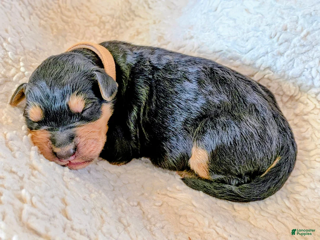 Mixed Breed dogs for sale: Goldador/Bernadoodle Puppy 7 - Ad 2