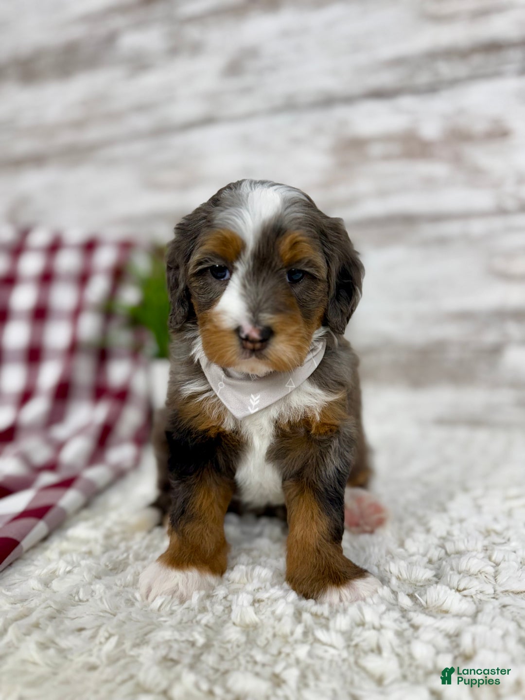 Mini Bernedoodle dogs for sale: Sophia - Ad 8