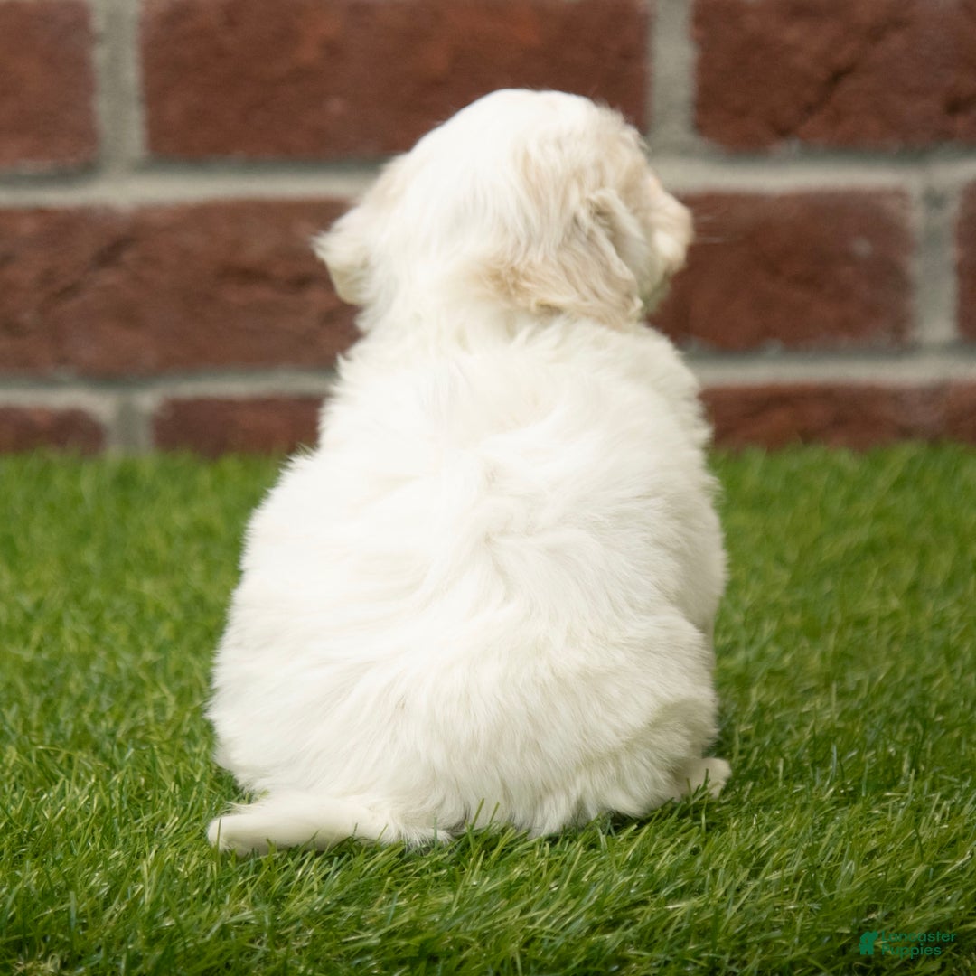 Havapoo dogs for sale: Duke - Ad 6