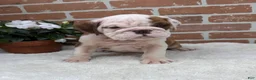 English Bulldog dogs for sale: Patrick - Ad 6