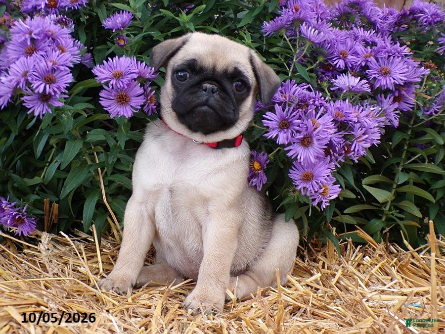 Fall (Pug, Female) in Williamsburg, PA