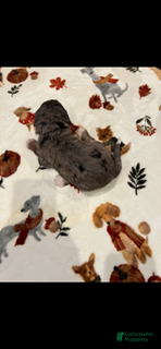 Bernedoodle dogs Blue Collar - Ad 1