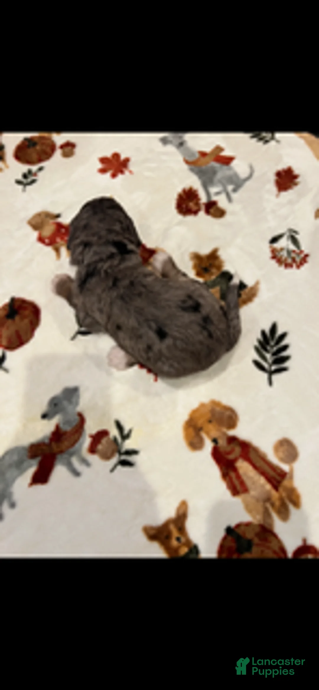 Bernedoodle dogs for sale: Blue Collar - Ad 1