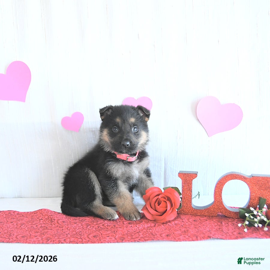 German Shepherd dogs Sadie - Ad 2
