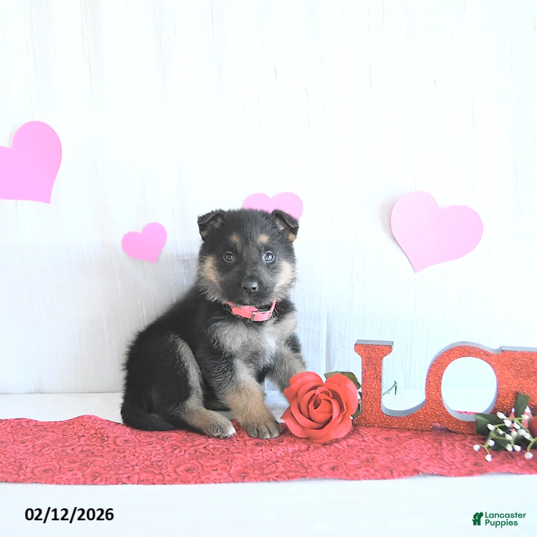 German Shepherd dogs for sale: Sadie - Ad 2