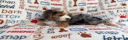 Mini Aussiedoodle dogs for sale: Otto - Ad 3