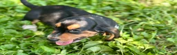 Basset Hound dogs for sale: Avery  - Ad 10