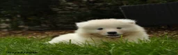 Samoyed dogs for sale: Kayla - Ad 3