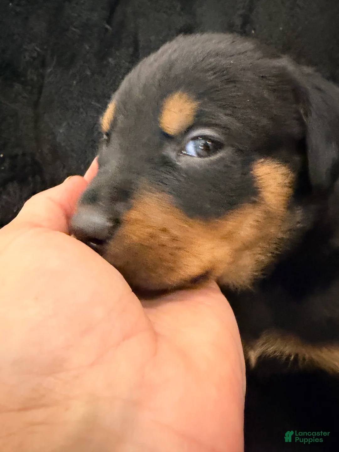 Rottweiler dogs for sale: Rottweiler Puppy 6 - Ad 1