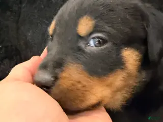 Rottweiler dogs Rottweiler Puppy 6 - Ad 3