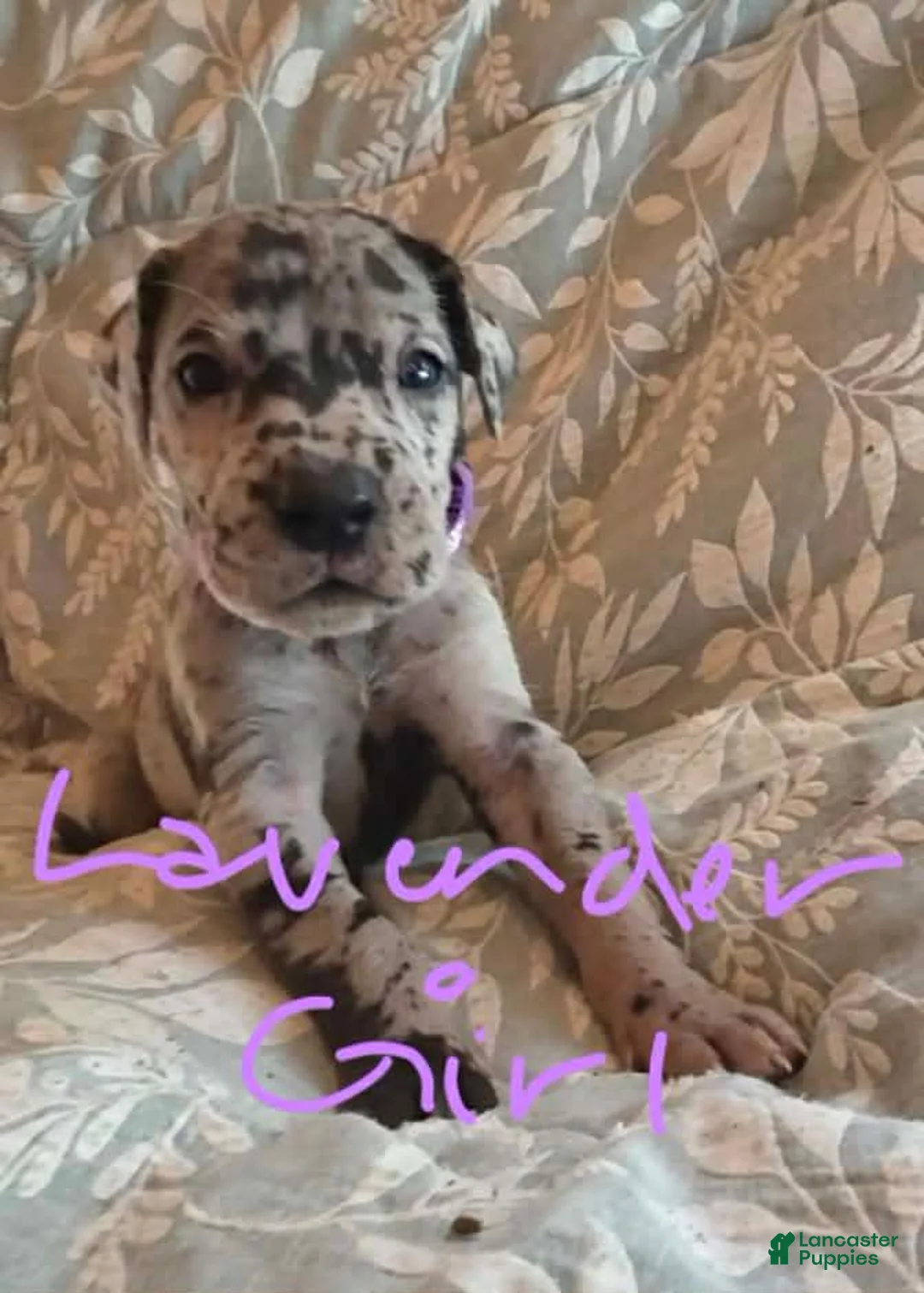 Great Dane dogs for sale: Light Pink Collar Female  - Ad 15