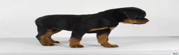 Rottweiler dogs for sale: Rottweiler Puppy 6 - Ad 3