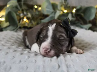 Bordoodle dogs Stella - Ad 31