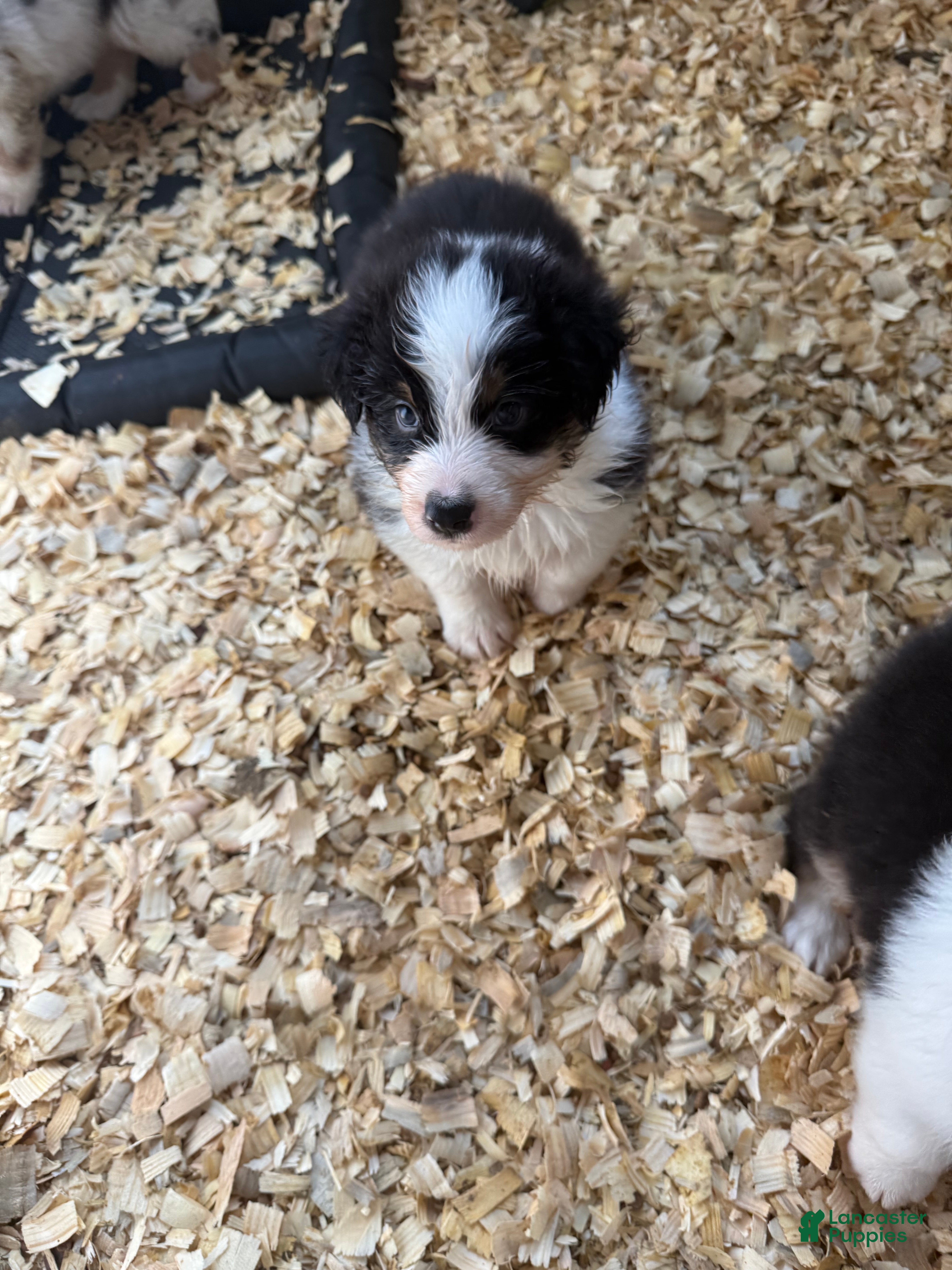 Australian Shepherd dogs Jaclyn - Ad 6