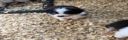 Australian Shepherd dogs for sale: Jaclyn - Ad 9