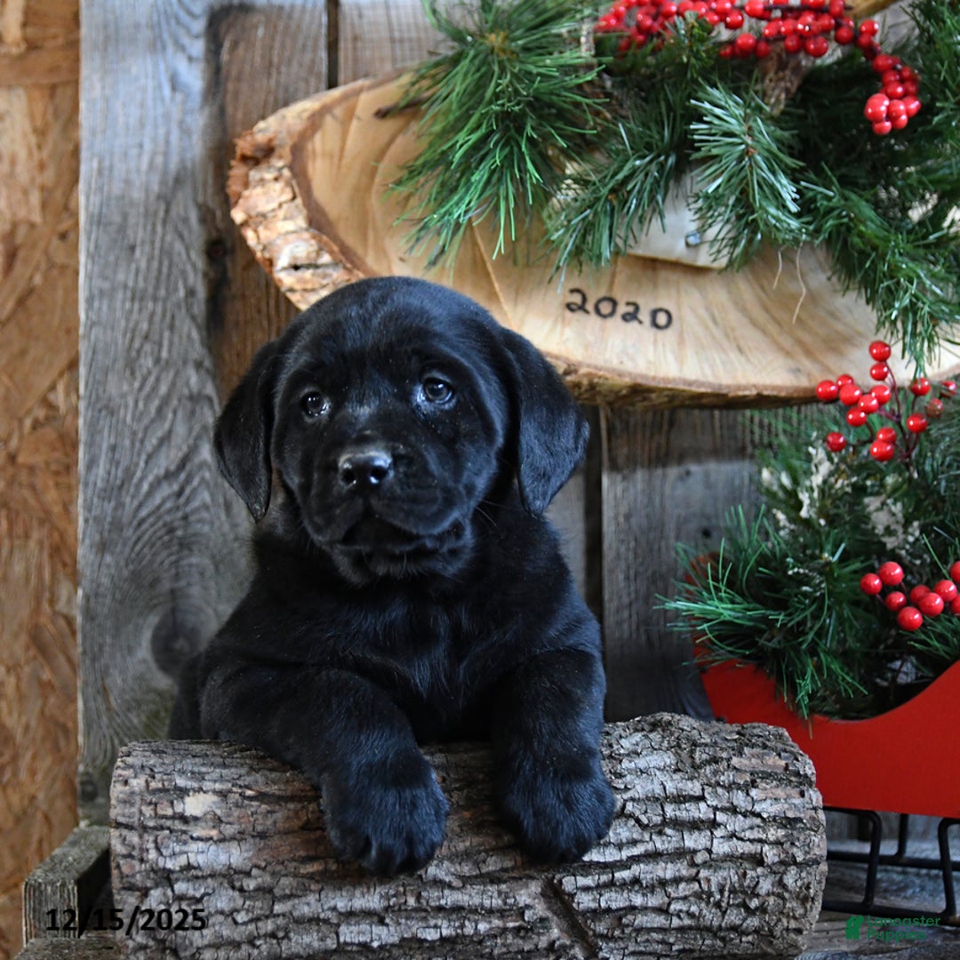 Labrador Retriever dogs for sale: Reba - Ad 4