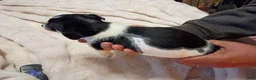 Chihuahua dogs for sale: Chihuahua 2 - Ad 3