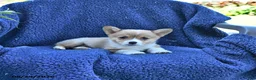 Welsh Corgi Pembroke dogs for sale: Archie - Ad 4