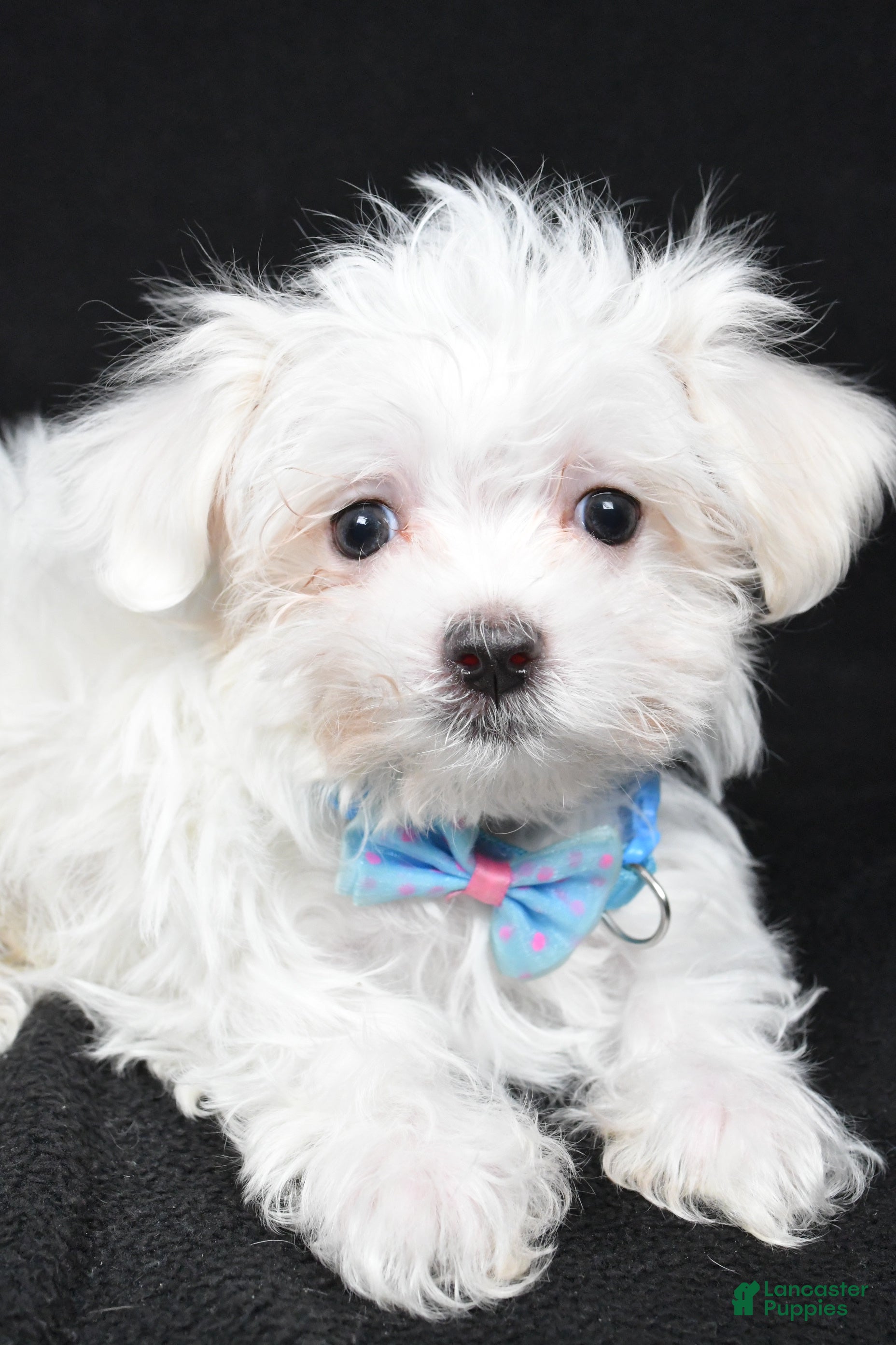 Maltese dogs Lyndon - Ad 23