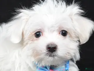 Maltese dogs Lyndon - Ad 28