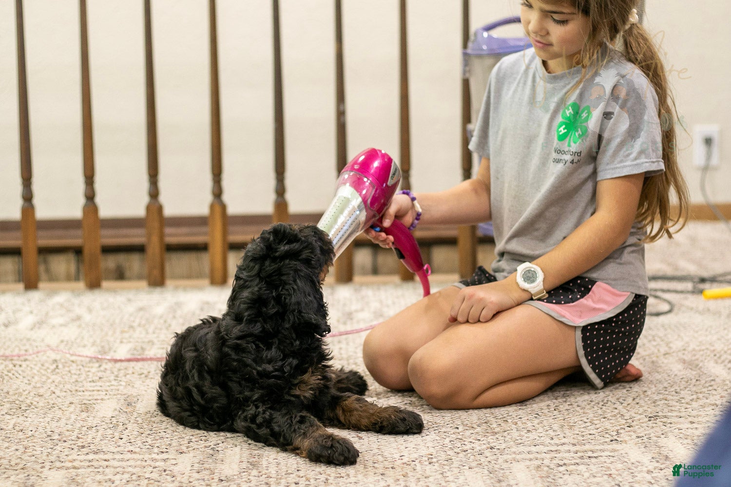 Bernedoodle dogs Acadia - Ad 2