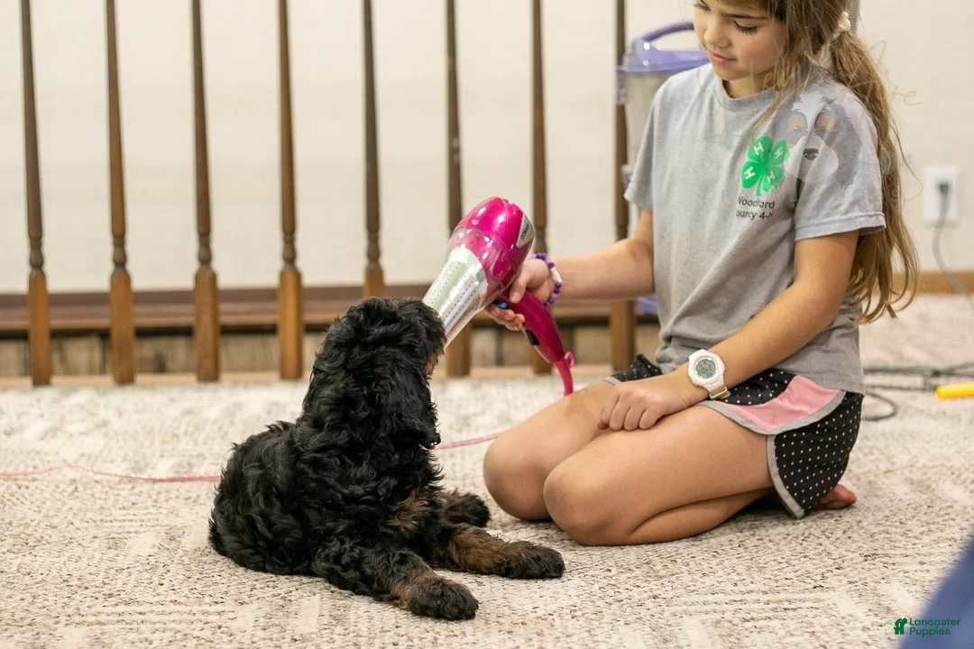 Bernedoodle dogs for sale: Acadia - Ad 2