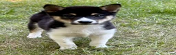 Shiba Inu dogs for sale: Shiba Inu Male - Ad 19