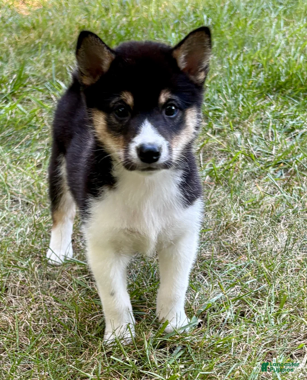 Shiba Inu dogs for sale: Shiba Inu Male - Ad 19