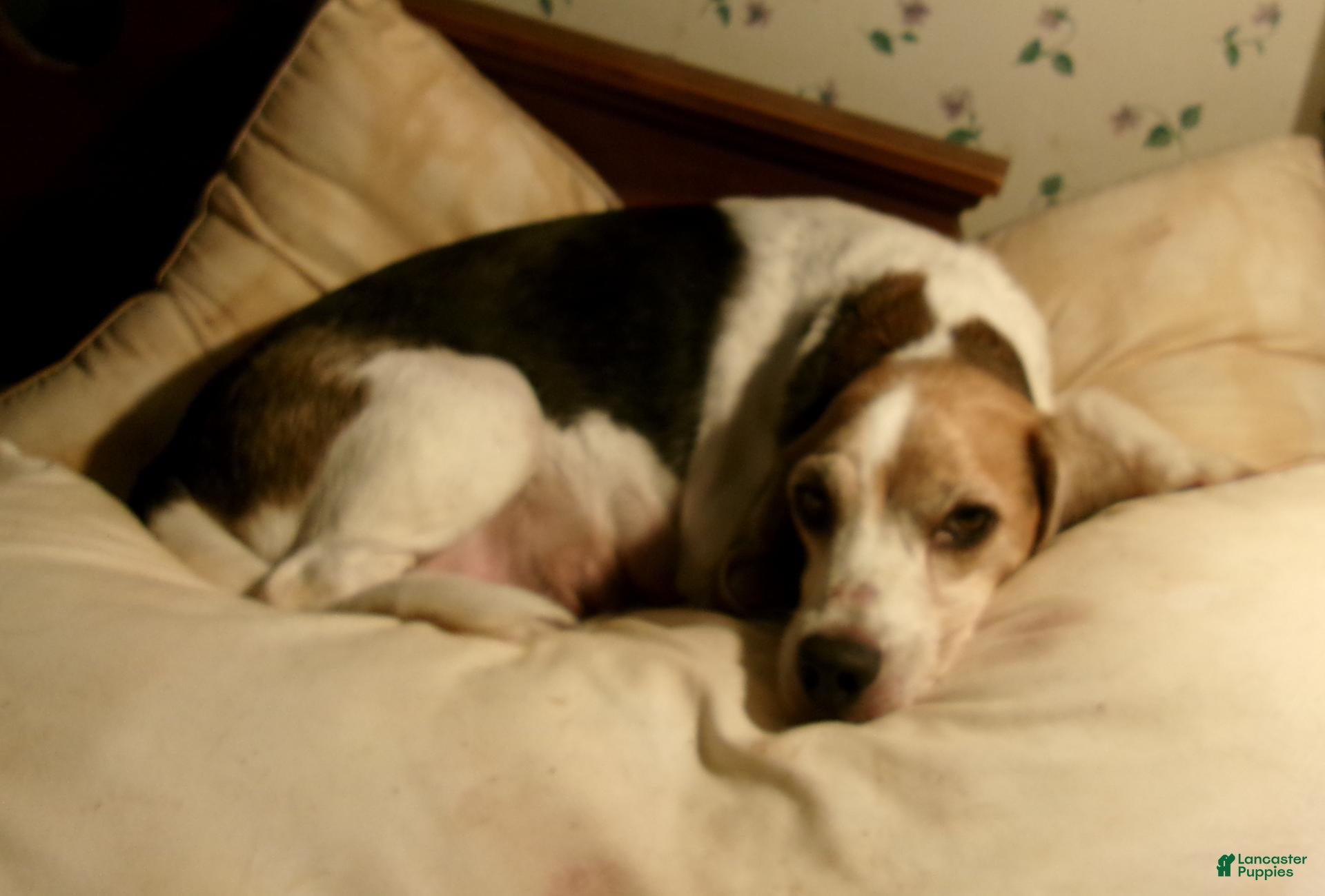 Beagle dogs Beagle 1 - Ad 2
