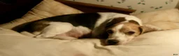 Beagle dogs for sale: Beagle 3 - Ad 3