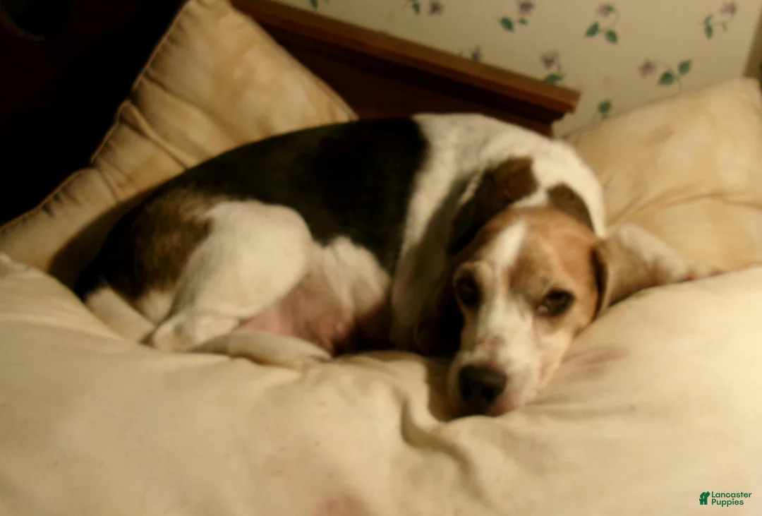 Beagle dogs for sale: Beagle 1 - Ad 2