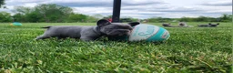 French Bulldog dogs for sale: James  - Ad 3