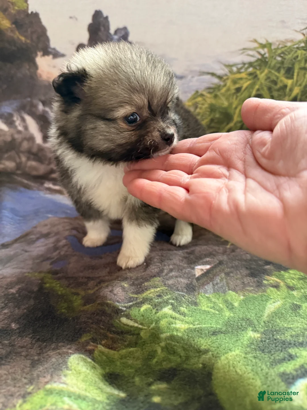 Pomeranian dogs for sale: Lynn - Ad 14