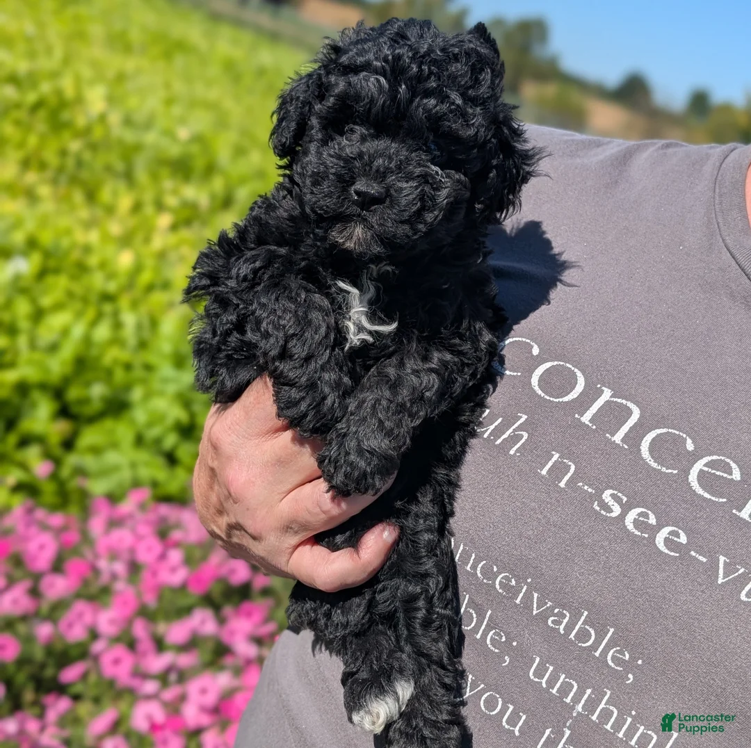 Toy Poodle dogs for sale: Oreo - Ad 2
