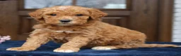 Mini Goldendoodle dogs for sale: Emma  - Ad 4