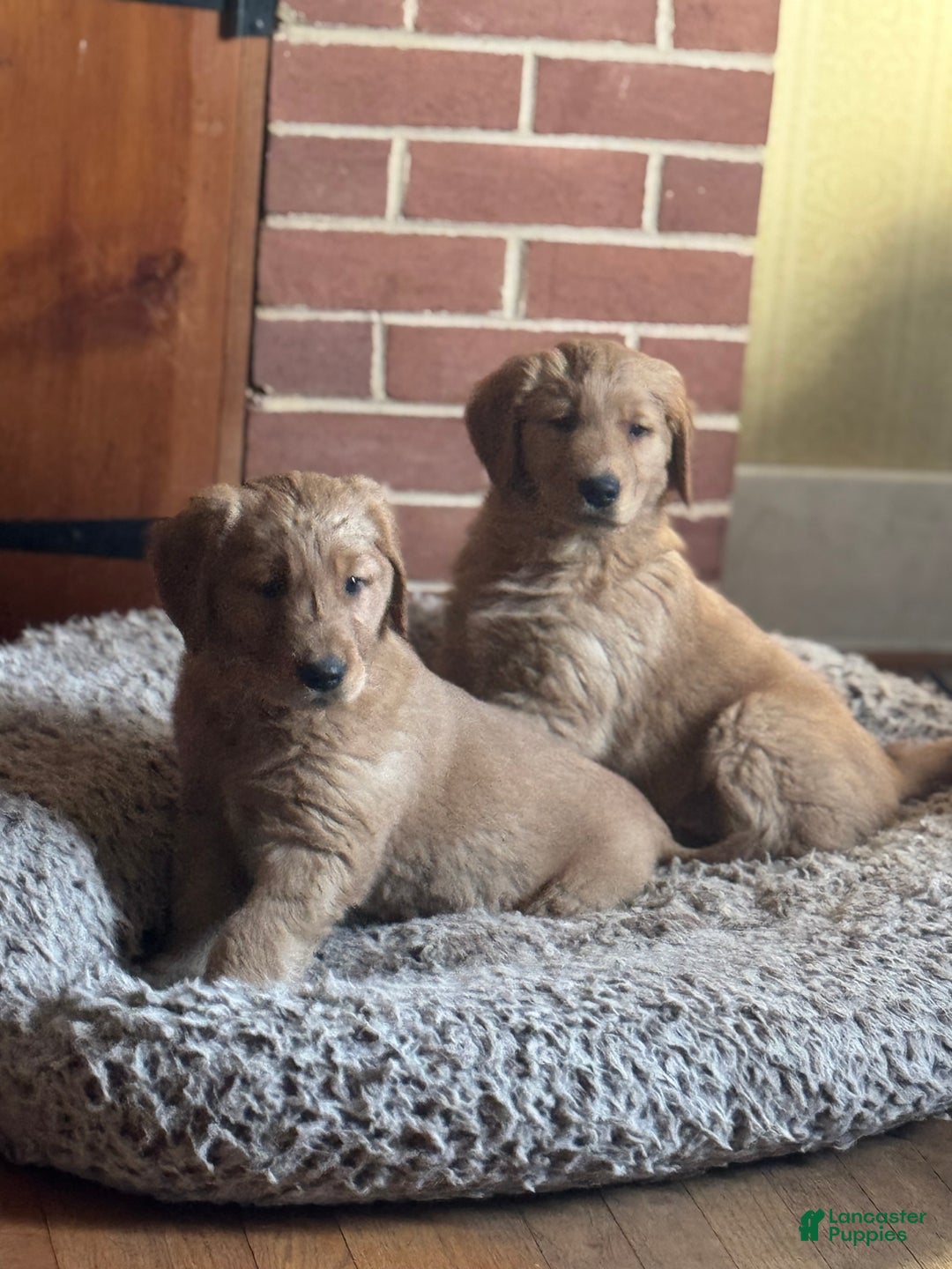 Golden Retriever dogs for sale: Marley - Ad 4