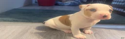 American Bully dogs for sale: American Bully 7 - Ad 5