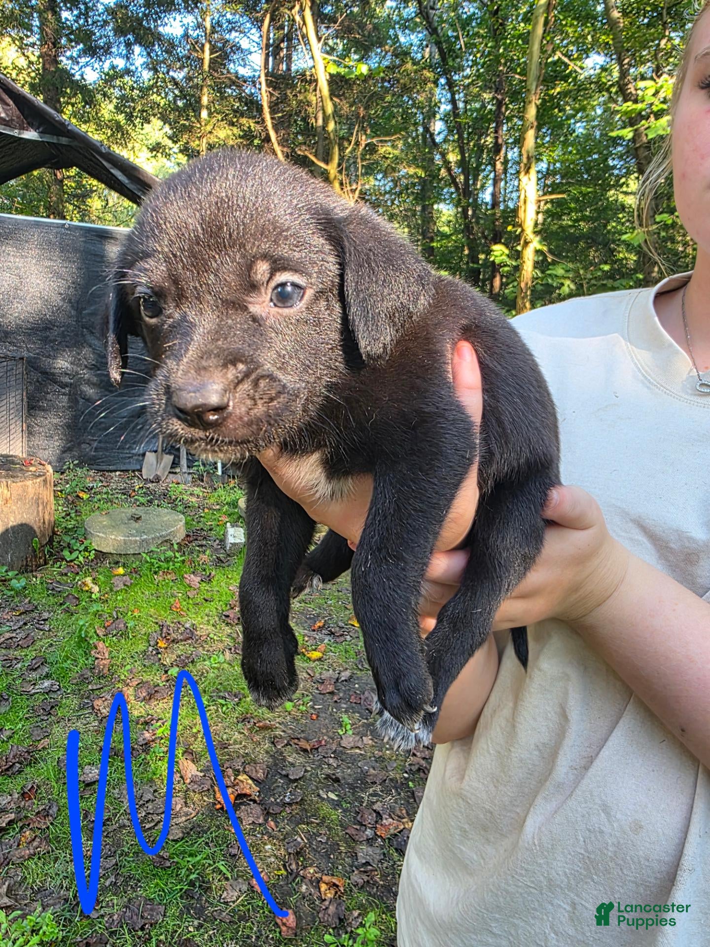 Mixed Breed dogs Mixed Breed 4 - Ad 20