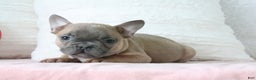 French Bulldog dogs for sale: Sally - Ad 4