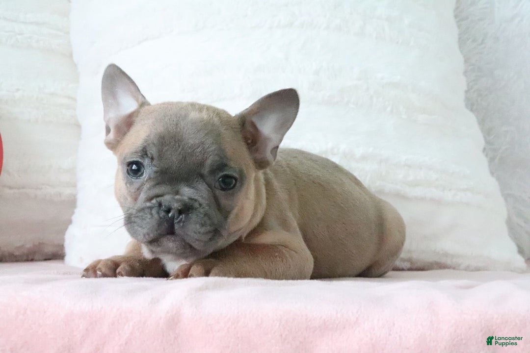 French Bulldog dogs for sale: Sally - Ad 4