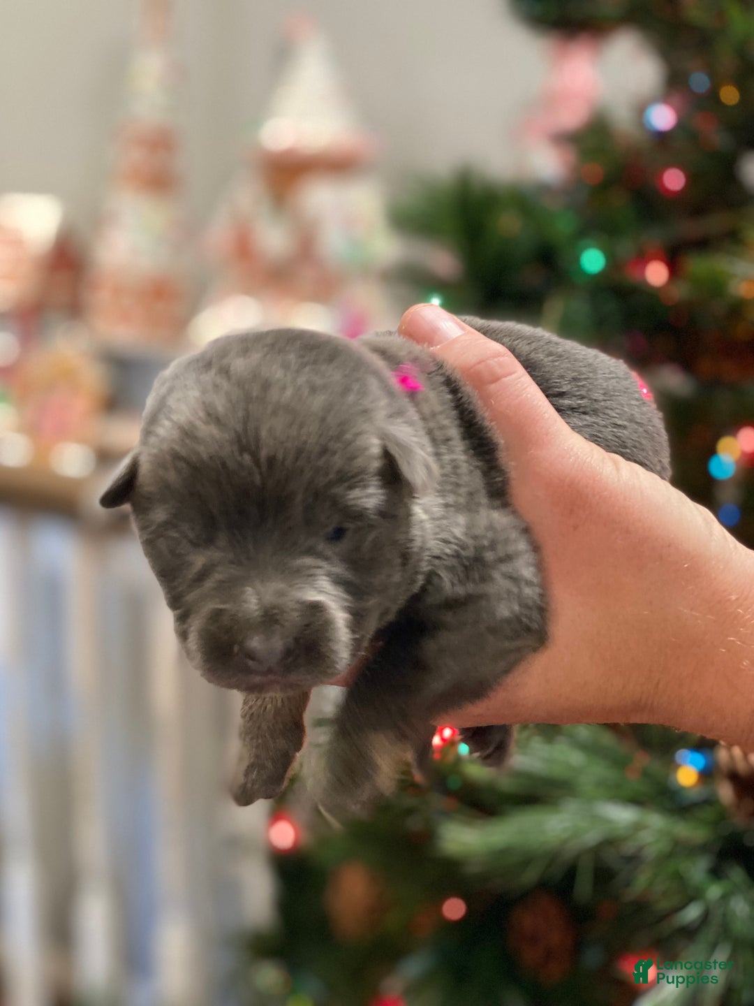 German Shepherd dogs for sale: German Shepherd Puppy 4 - Ad 1