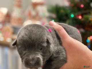 German Shepherd dogs German Shepherd Puppy 4 - Ad 34