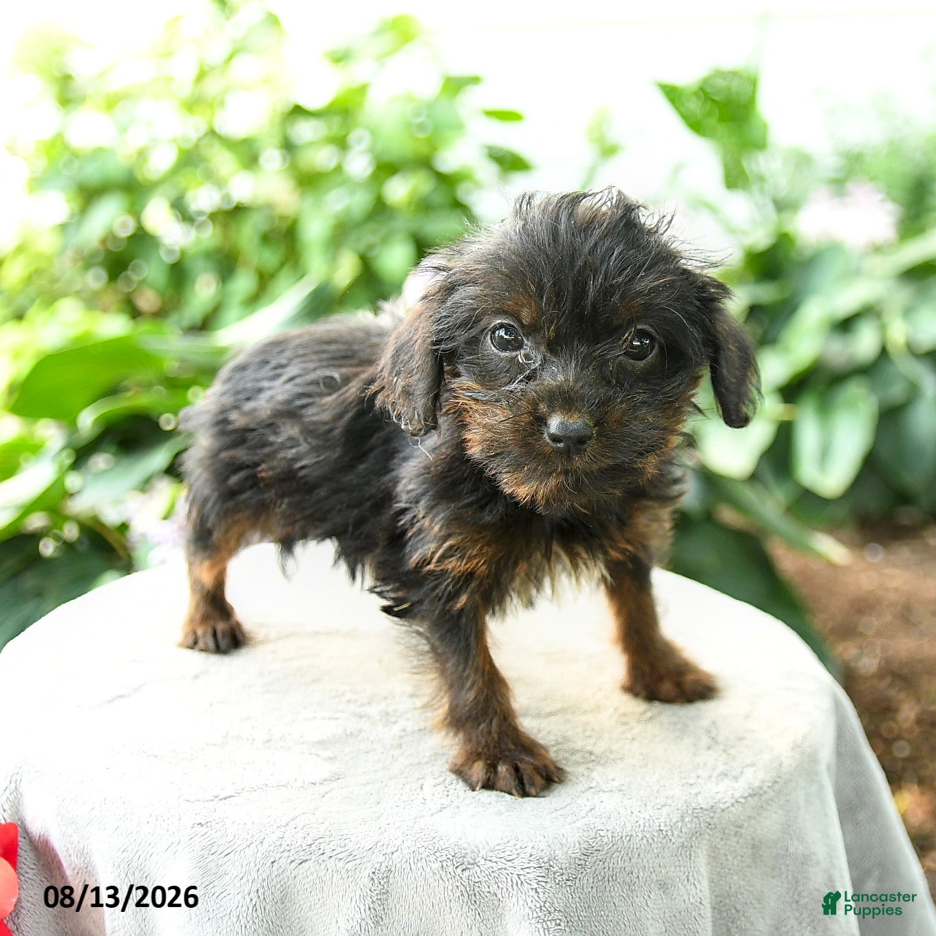 Yorkiepoo dogs Pritti - Ad 1