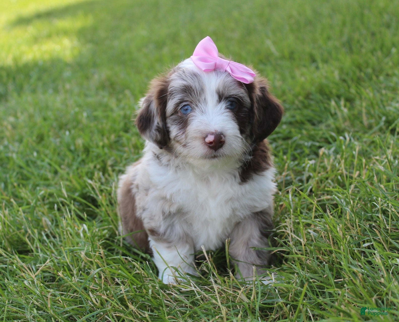 Mini Aussiedoodle dogs for sale: June 🎀 - Ad 2
