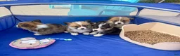 Welsh Corgi Pembroke dogs for sale: Penne - Ad 8